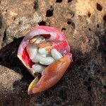 Adenia volkensii Vrucht