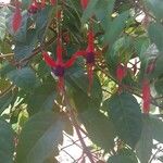 Fuchsia magellanicaফুল