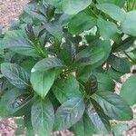 Brunfelsia uniflora Leaf