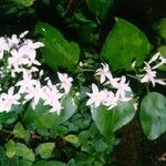 Jasminum neocaledonicum Habitus