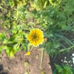 Layia platyglossa Flor