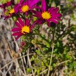 Senecio elegans Flower