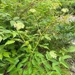 Aralia hispida 葉