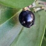 Sarcococca orientalis Fruit