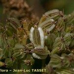 Laserpitium halleri Fruit