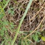 Brimeura fastigiata Leaf