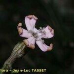 Silene vallesia Flors