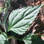 Adenostemma mauritianum Feuille