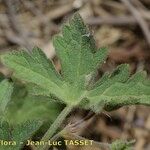 Geranium divaricatum Ліст