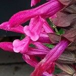 Salvia involucrata Lorea