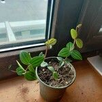 Peperomia quadrangularis Hábito