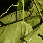 Ipomoea alba Blatt