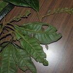 Miconia trinervia Leaf