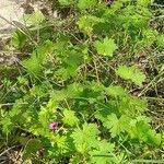 Geranium mascatense Other