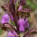 Orchis spitzelii Квітка