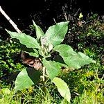 Solanum mauritianum Habit