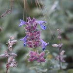 Nepeta grandiflora Flor