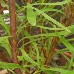 Aulax umbellata Corteza
