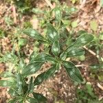 Amaranthus blitoides Lapas