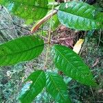 Vismia ramuliflora List