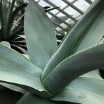 Agave guiengola Scan