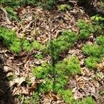 Lycopodium digitatumLeaf