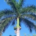 Roystonea regia Folha