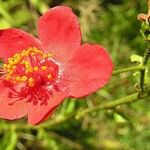 Hibiscus aponeurus Blüte