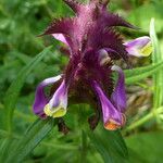 Melampyrum cristatum Květ