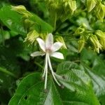 Clerodendrum indicum फूल