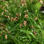 Anthoxanthum nitens Plod