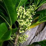 Picrella glandulosa Flower