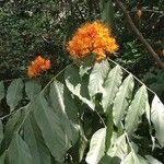 Saraca dives Flower