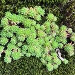 Sedum hirsutum Libunga