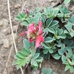 Indigofera spicata Blomma