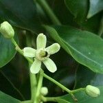 Ekebergia capensis Λουλούδι