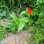 Silene chalcedonica Leaf