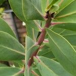 Protea nitida Blatt