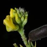 Crotalaria goreensis Flower