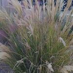 Miscanthus sinensisYeri