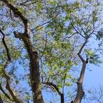 Anadenanthera colubrina ഇല