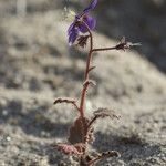 Phacelia parryi Агульны выгляд