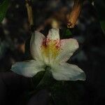 Rhododendron mekongense Flower
