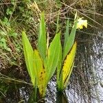 Canna flaccida 整株植物