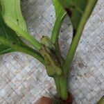 Psychotria gilletii Bark