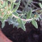 Teucrium dunense Hoja