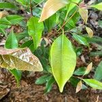 Syzygium aromaticum Folha