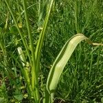 Allium subhirsutum Leaf