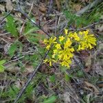 Barbarea orthocerasFlower