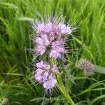 Phacelia tanacetifoliaFlower